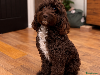 Bordoodle dogs 🐾 Beautiful Bordoodle Puppies Available 🐾 - Advert 4