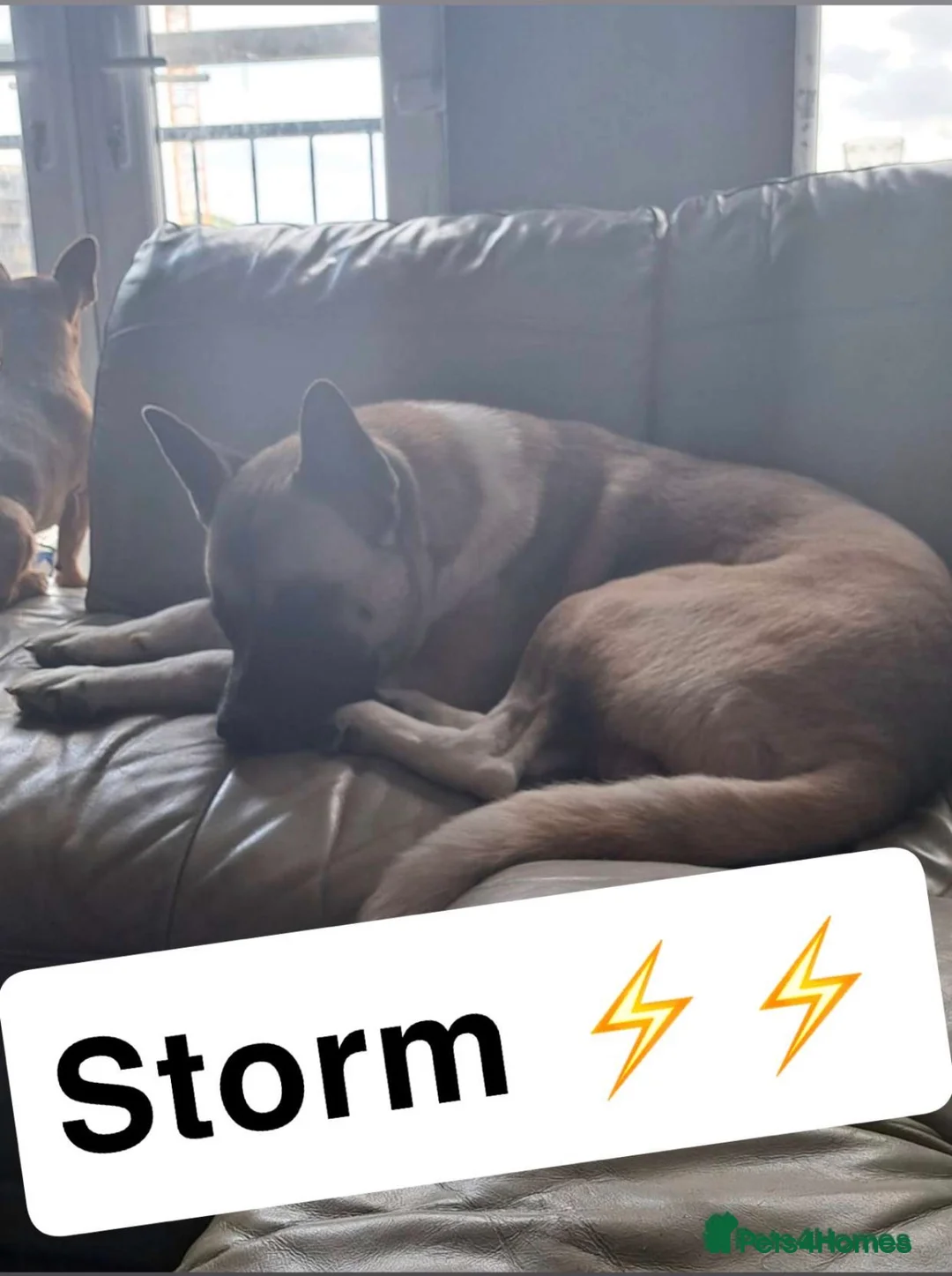 Akita dogs for sale: Big Boy Storm An All American Akita  - Advert 6