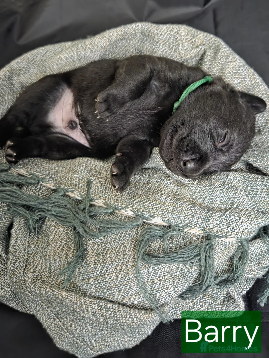 Labrador Retriever dogs for sale: Black Labrador Retriever Puppies – KC Registered - Advert 15