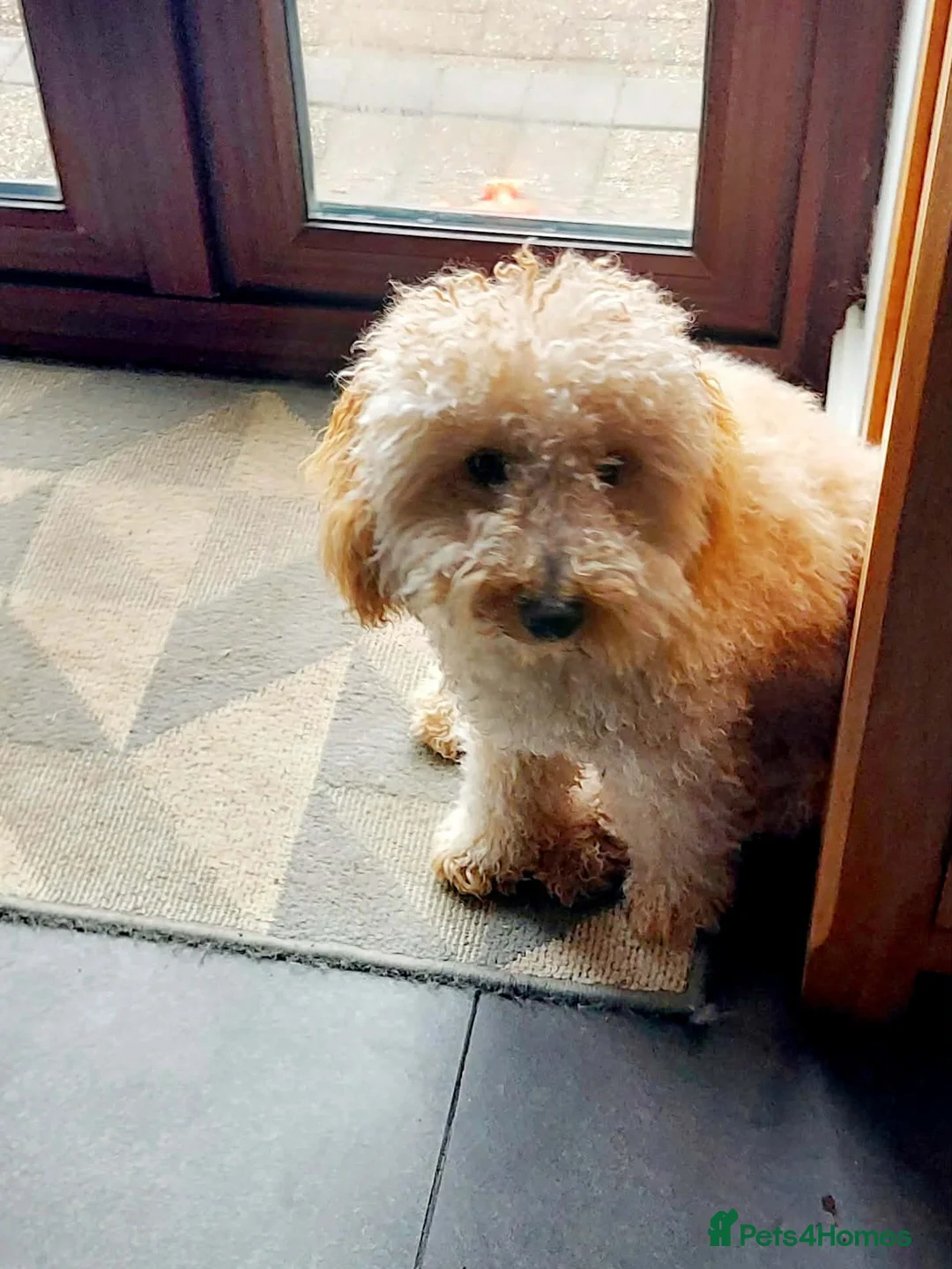 Mixed Breed dogs for sale: Teddy - Advert 2