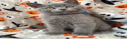 British Shorthair cats for sale: British Shorthairs - Advert 32