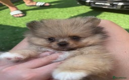 Pomeranian dogs for sale: Tea cup Pomeranians  - Image 15
