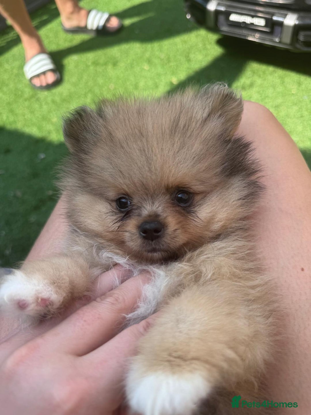 Pomeranian dogs for sale: Tea cup Pomeranians  - Image 15