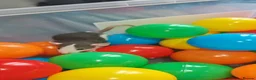 Rat rodents for sale: Gorgeous fancy dumbo rats - Advert 8