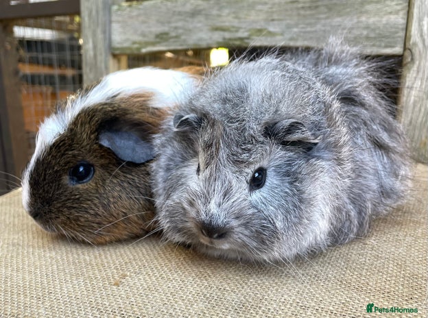 Guinea Pig rodents - Advert 1
