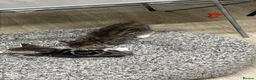 Savannah cats for sale: 5 Beautiful Kittens For SALE - Advert 10