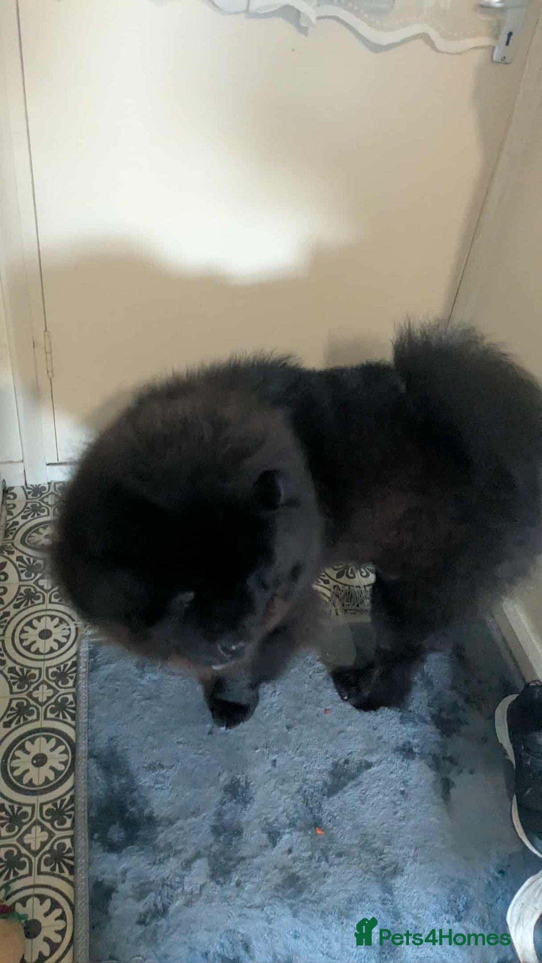 Chow Chow dogs for sale: Chow chow - Advert 1