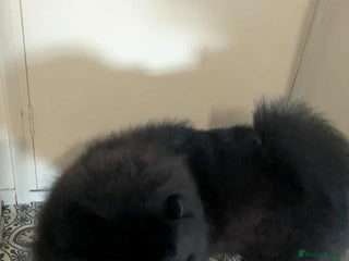 Chow Chow dogs Chow chow - Advert 4