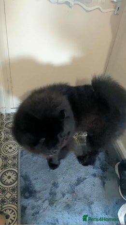 Chow Chow dogs Chow chow - Advert 1