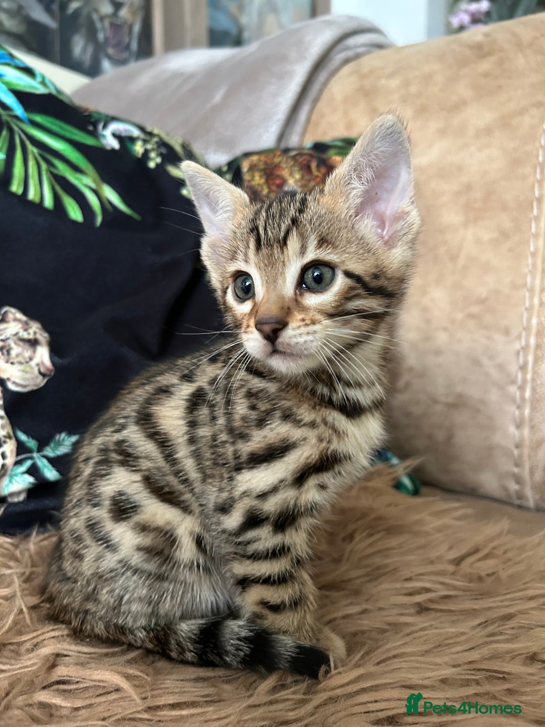Bengal cats for sale: ❤️ PURE BENGAL KITTENS ❤️ - Image 5