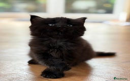 Maine Coon cats for sale: 1/2 Maine Coon kittens - Cardiff - Image 3
