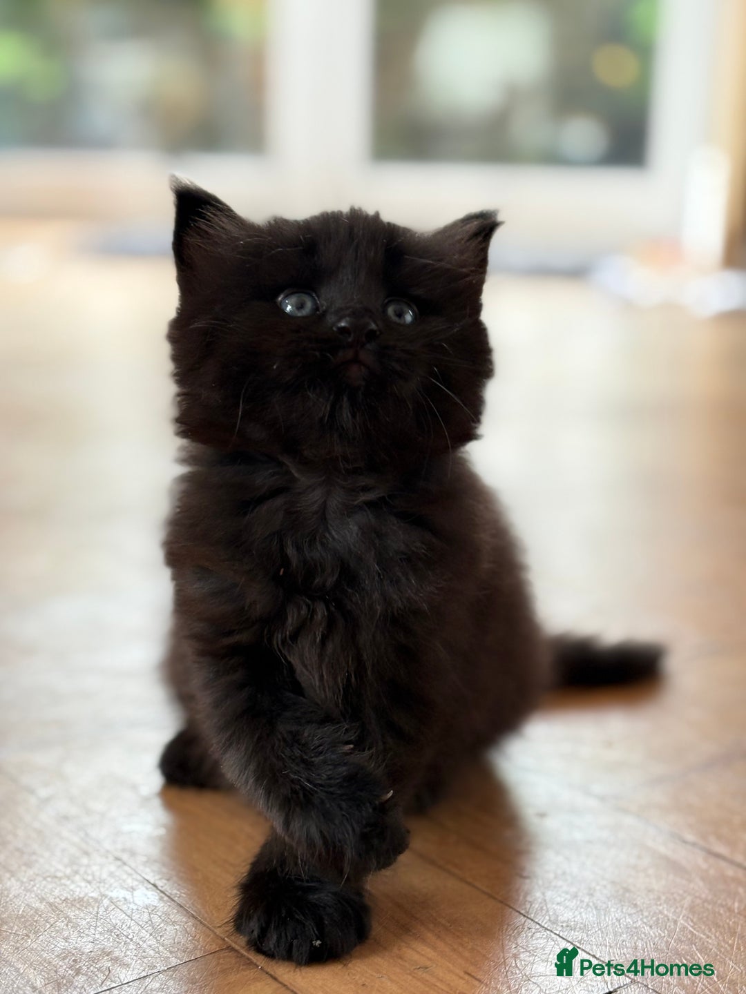 Maine Coon cats for sale: 1/2 Maine Coon kittens - Cardiff - Image 3