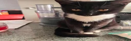 Mixed Breed cats for sale: Beautiful tuxedo kittens - Advert 2