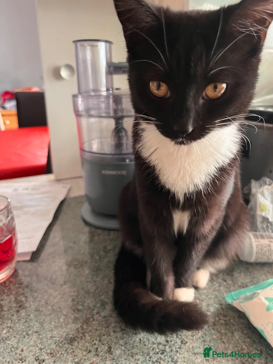Mixed Breed cats for sale: Beautiful tuxedo kittens - Advert 2