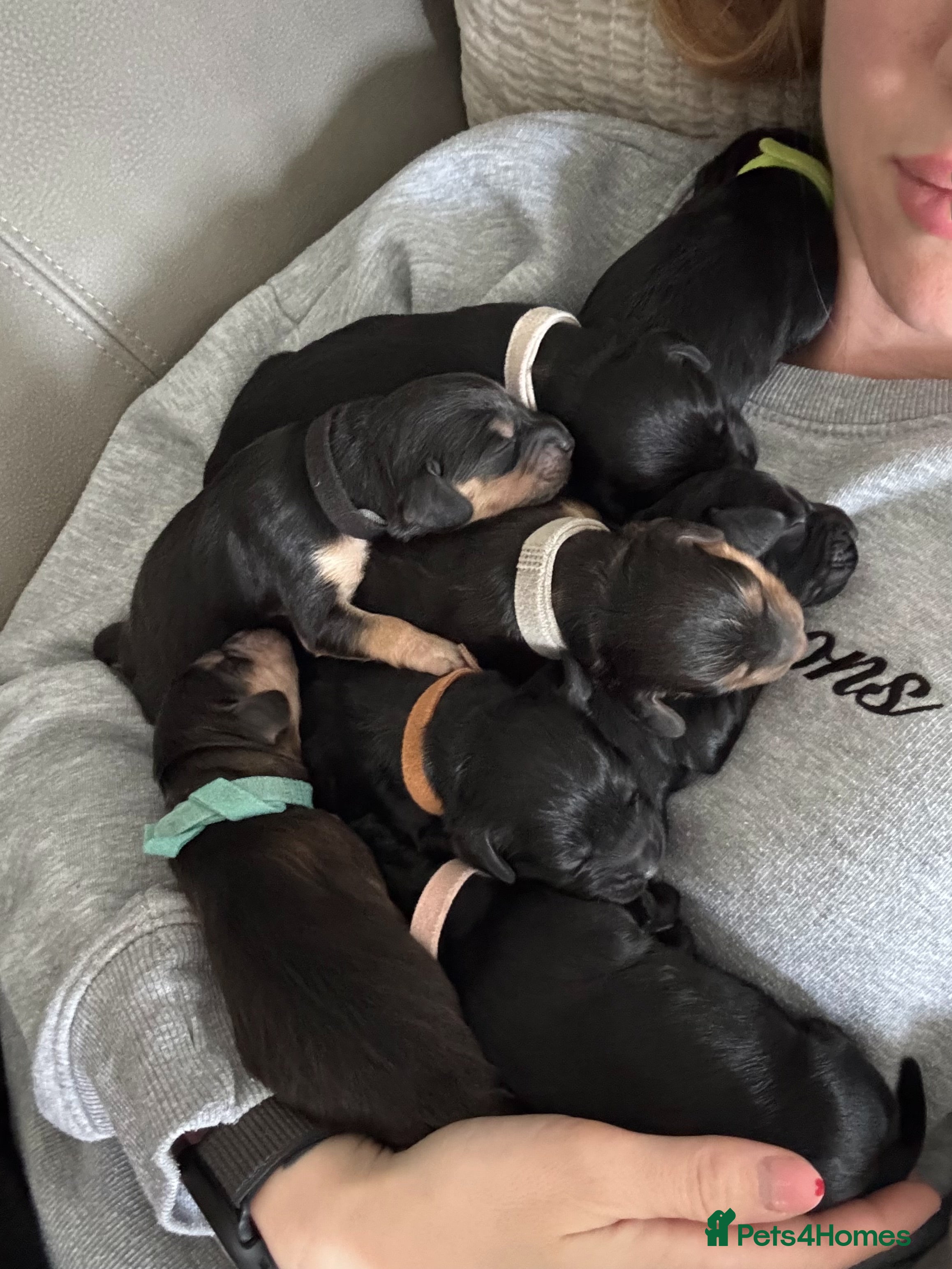 Cockapoo dogs F1 show type cockapoo puppies  - Advert 2