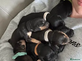 Cockapoo dogs F1 show type cockapoo puppies - Advert 1