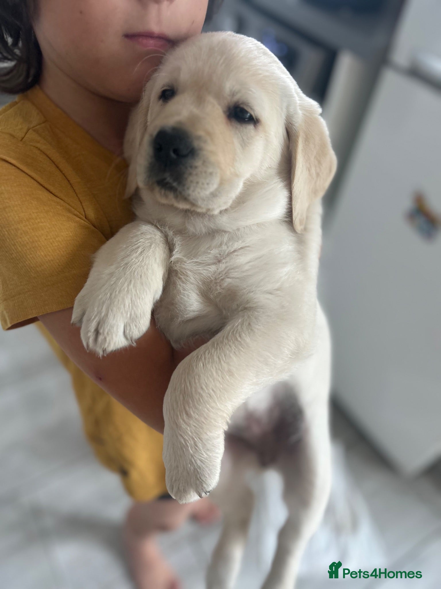 Golden Retriever dogs Golden retriver x lablador show ln - Advert 9
