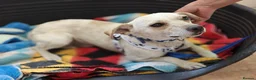 Mixed Breed dogs for adoption: 💙SIMBA💙 - A SOFT LITTLE SOUL - Advert 7