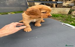 Cocker Spaniel dogs for sale: Pedigree red working cocker - Image 3