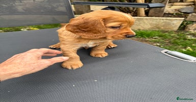 Cocker Spaniel dogs - Advert 10