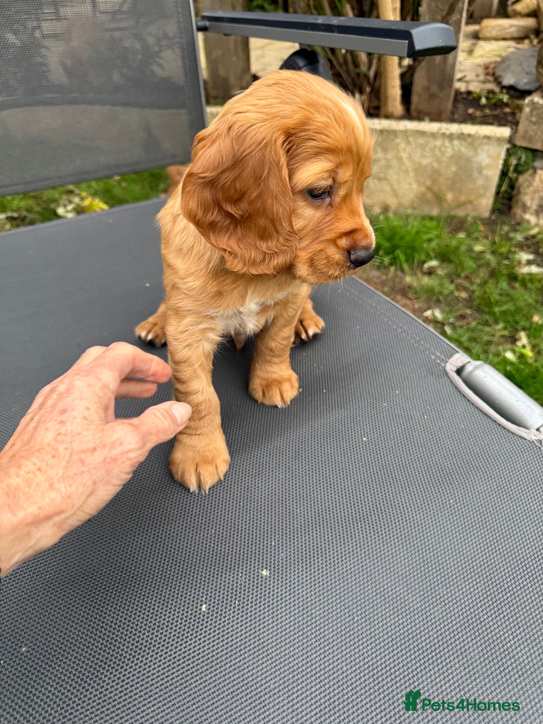 Cocker Spaniel dogs for sale: Pedigree red working cocker - Image 3