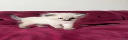 Scottish Fold cats for sale: Beautiful kittens🌹🤭 - Advert 25