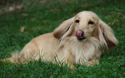 Miniature Dachshund dogs for stud: Long Haired Cream, no dilute, Pra Clear, Kc Regg - Image 22
