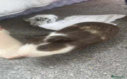 Guinea Pig rodents for sale: Male Guinea Pig needs a new home - Image 1