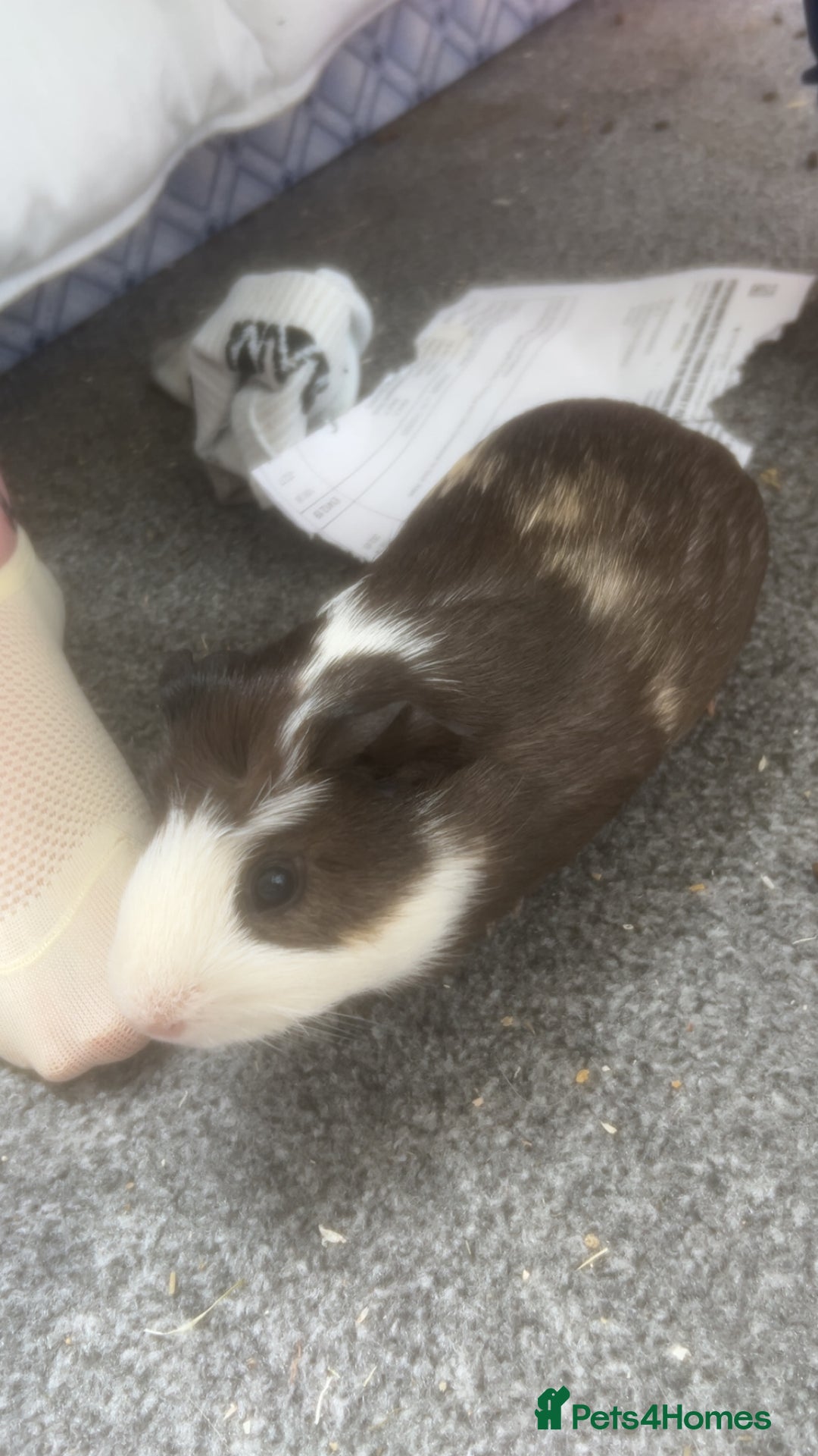Guinea Pig rodents for sale: Male Guinea Pig needs a new home - Image 1