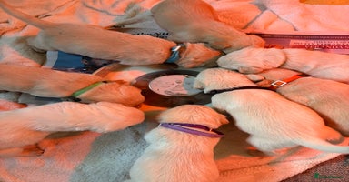 Goldador dogs Beautiful Goldador Puppies Ready Soon!  - Advert 1