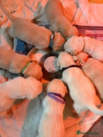 Goldador dogs Beautiful Goldador Puppies Ready Soon! - Advert 1