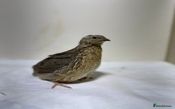 Quail poultry for sale: Quail male  - Advert 1
