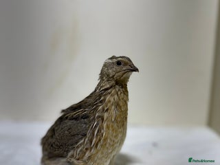 Quail poultry Quail male - Advert 1