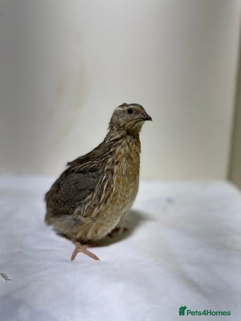 Quail poultry Quail male - Advert 1