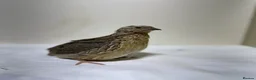 Quail poultry for sale: Mix Quails in different colours and sizes  - Advert 2