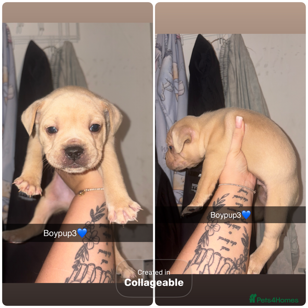 Mixed Breed dogs for sale: Puppies looking for their forever homes.  - Advert 6