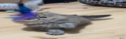Persian cats for sale: Stunning Persian chinchilla kittens  - Advert 4