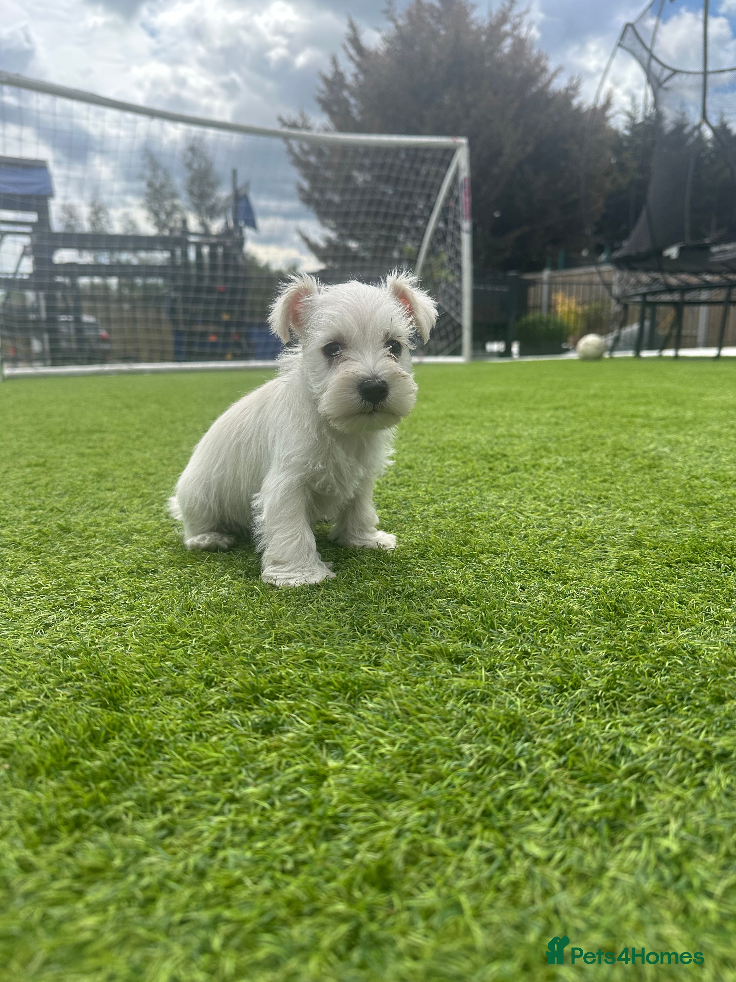 Miniature Schnauzer dogs ✨mini Snchazer pups✨ health tested parents✨ - Advert 2