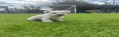 Miniature Schnauzer Puppy 4