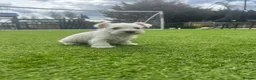 Miniature Schnauzer dogs for sale: ✨mini Snchazer pups✨ health tested parents✨ in Upminster - Advert 2