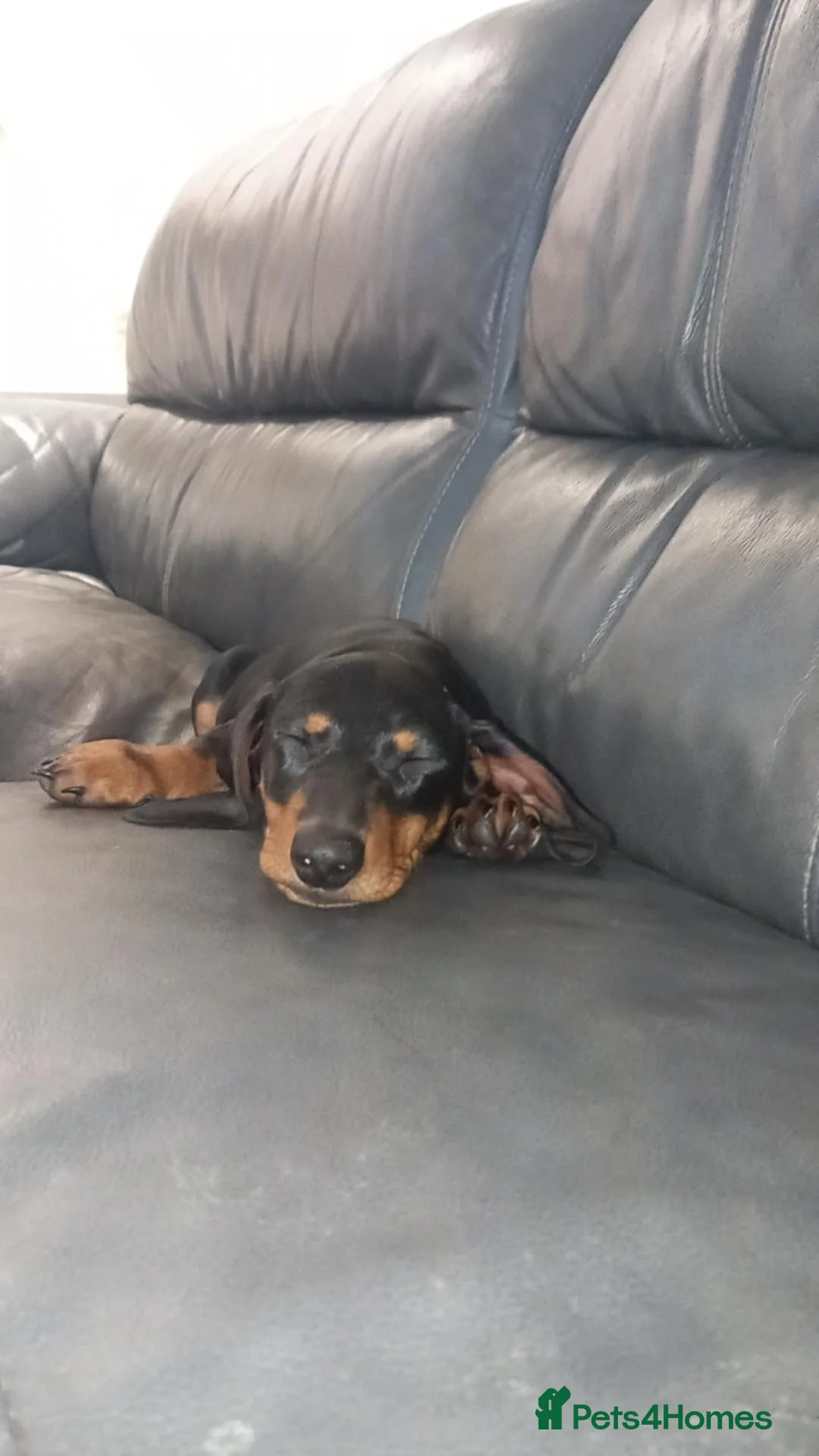 Miniature Dachshund dogs for sale: Miniature dachshund  - Advert 4