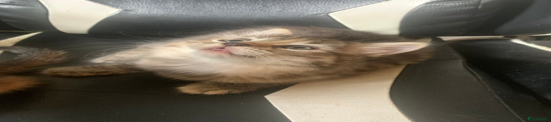 Long Haired Tabby