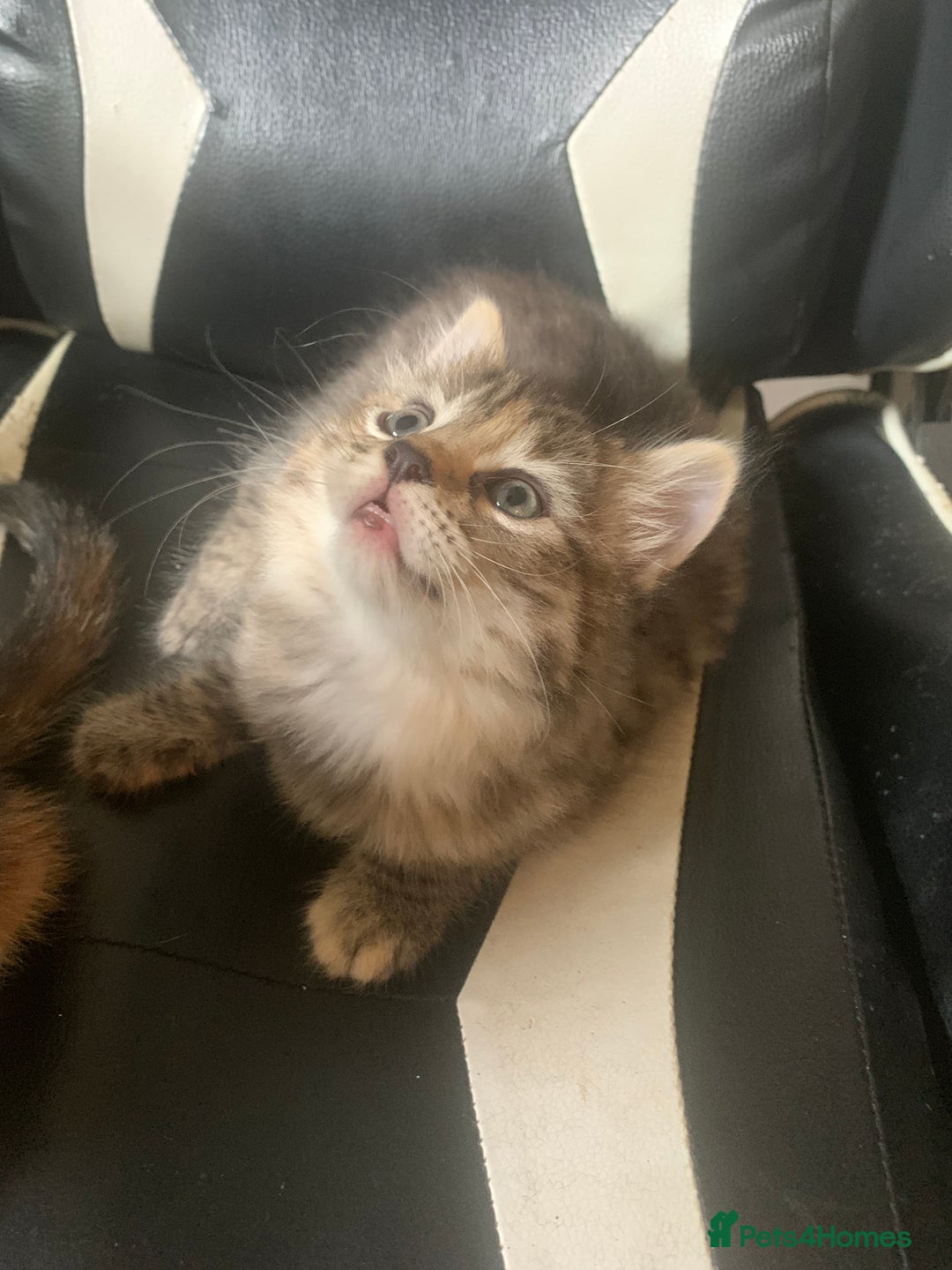 Mixed Breed cats for sale: Two gorgeous kittens for sale. - Image 8