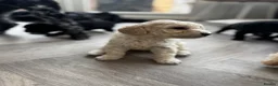 Miniature Poodle dogs for sale: miniature poodles for sale KC registered  - Advert 12