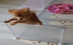 Mixed Breed dogs for sale: Beautiful  - Image 11