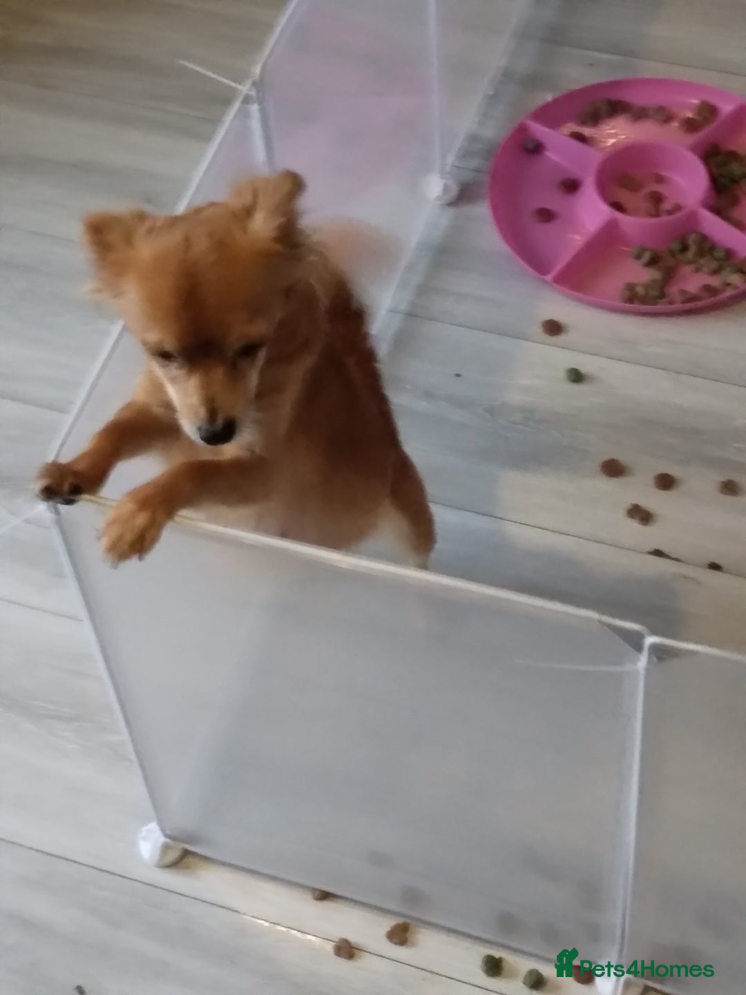 Mixed Breed dogs for sale: Beautiful  - Image 11