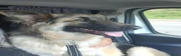 German Shepherd dogs for sale: 8 months old long haired German Shepherd  in Hereford - Advert 4