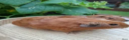 Guinea Pig rodents for sale: Guineapigs  in Rugby - Advert 6