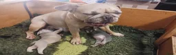 French Bulldog dogs for sale: 7 month old Frenchie girls loveable and cute  - Advert 12