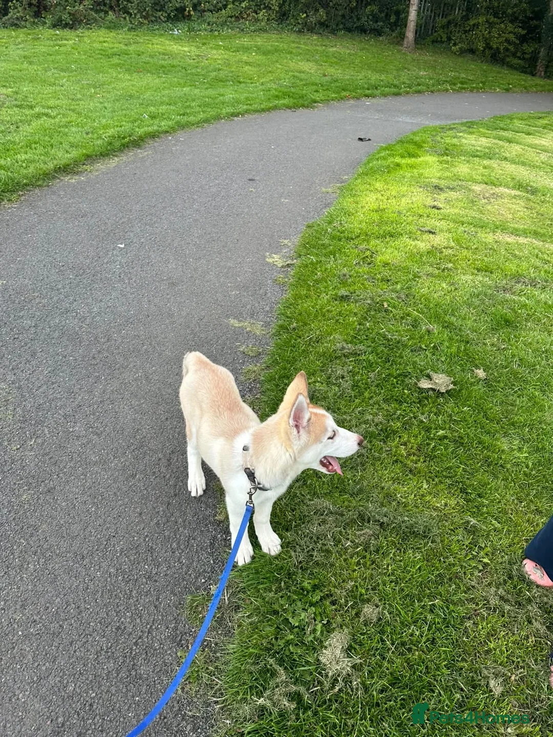 Siberian Husky dogs for sale: 🐾 Beautiful 12-Week-Old Siberian Husky Puppy  - Advert 2